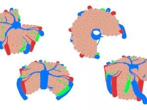 Hepatic Lobule Anatomy 3D Model
