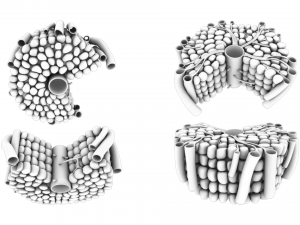 Hepatic Lobule Anatomy 3D Model