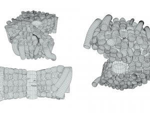 Hepatic Lobule Anatomy 3D Model