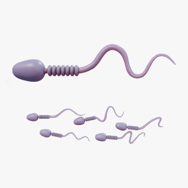 Sperm Cell Anatomy Modelo 3D .c4d .max .obj .3ds .fbx .stl .blend 