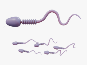 Sperm Cell Anatomy 3Dモデル