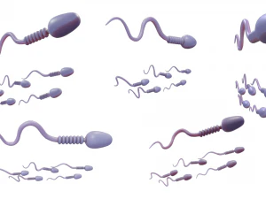 Anatomia degli spermatozoi Modello 3D