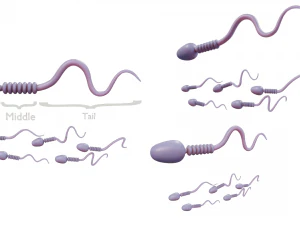 Anatomia degli spermatozoi Modello 3D