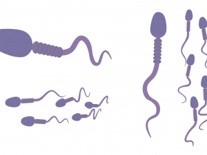 Sperm Cell Anatomy Modelo 3D