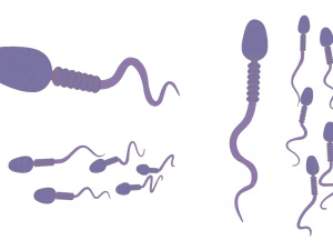 Anatomia degli spermatozoi Modello 3D