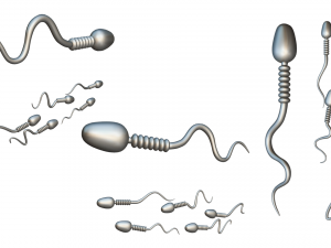 Sperm Cell Anatomy Modelo 3D