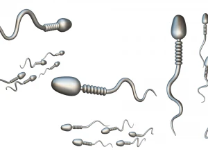 Anatomia degli spermatozoi Modello 3D