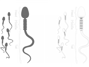 Sperm Cell Anatomy Modelo 3D