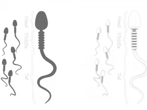Anatomia degli spermatozoi Modello 3D