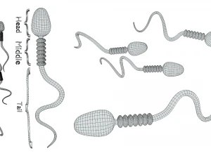 Anatomia degli spermatozoi Modello 3D