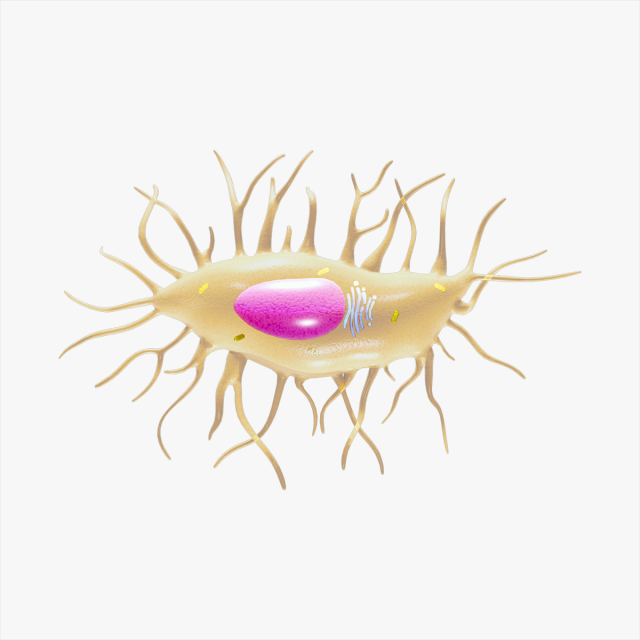 Osteocyte Bone Cell 3D Model .c4d .max .obj .3ds .fbx .stl .blend 