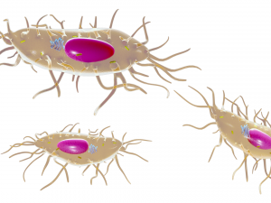 Osteocyte Bone Cell 3D Model