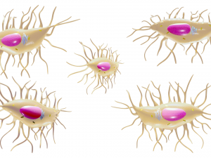 Osteocyte Bone Cell 3D Model