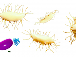 Osteocyte Bone Cell 3D Model
