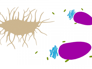 Osteocyte Bone Cell 3D Model