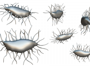 Osteocyte Bone Cell 3D Model