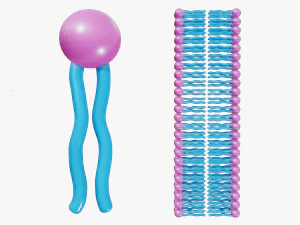 Estrutura Fosfolip&iacute;dica Modelo 3D