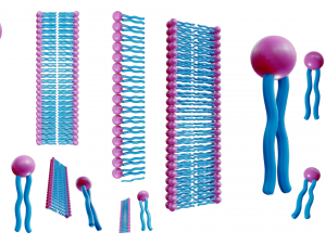 Phospholipid Structure 3D Модель