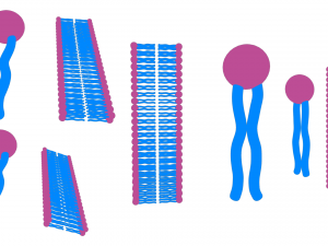 Phospholipid Structure 3D Модель