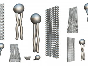 Phospholipid Structure 3D Модель