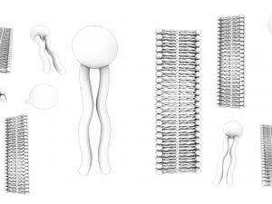 Phospholipid Structure 3D Модель