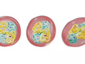 The Structure of Hemoglobin 3D Model