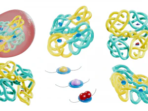 The Structure of Hemoglobin 3D Model