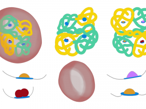 The Structure of Hemoglobin Modèle 3D