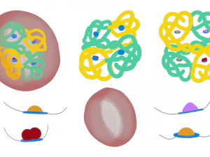 The Structure of Hemoglobin 3D Model