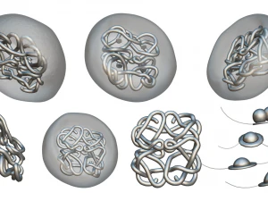 The Structure of Hemoglobin 3D Model