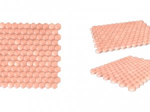 Human Skin Anatomy 3D Model