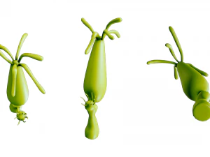 ヒドラ属 3Dモデル