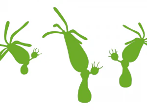 ヒドラ属 3Dモデル