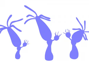 ヒドラ属 3Dモデル