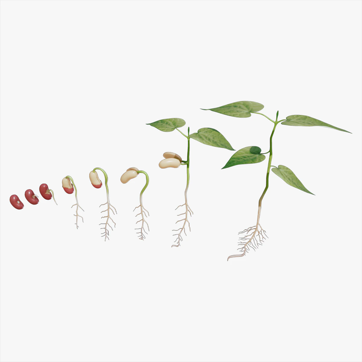Process Of Seed Germination 3D Model .c4d .max .obj .3ds .fbx .stl .blend 