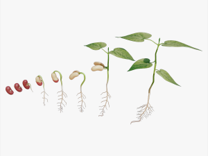 Process Of Seed Germination 3D 모델