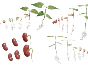 Process Of Seed Germination 3D Model