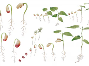 Process Of Seed Germination 3D Model