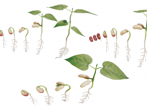 Process Of Seed Germination 3D-Modell
