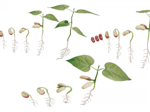 Process Of Seed Germination 3D Model