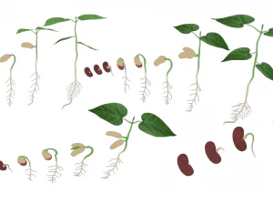 Process Of Seed Germination 3D Model