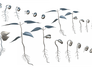 Process Of Seed Germination 3D-Modell