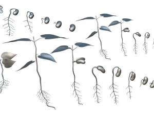 Process Of Seed Germination 3D Model
