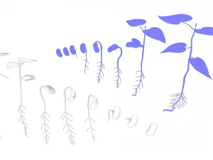 Process Of Seed Germination 3D Model