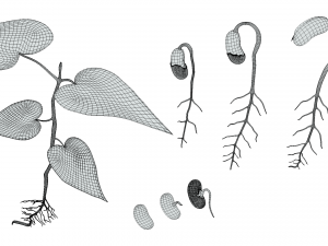 Process Of Seed Germination 3D-Modell