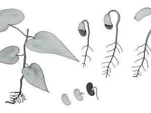 Process Of Seed Germination 3D Model