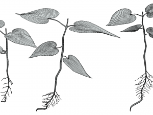 Process Of Seed Germination 3D-Modell