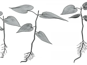 Process Of Seed Germination 3D Model