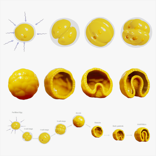 Human Embryonic Development 3D Model .c4d .max .obj .3ds .fbx .stl .blend 