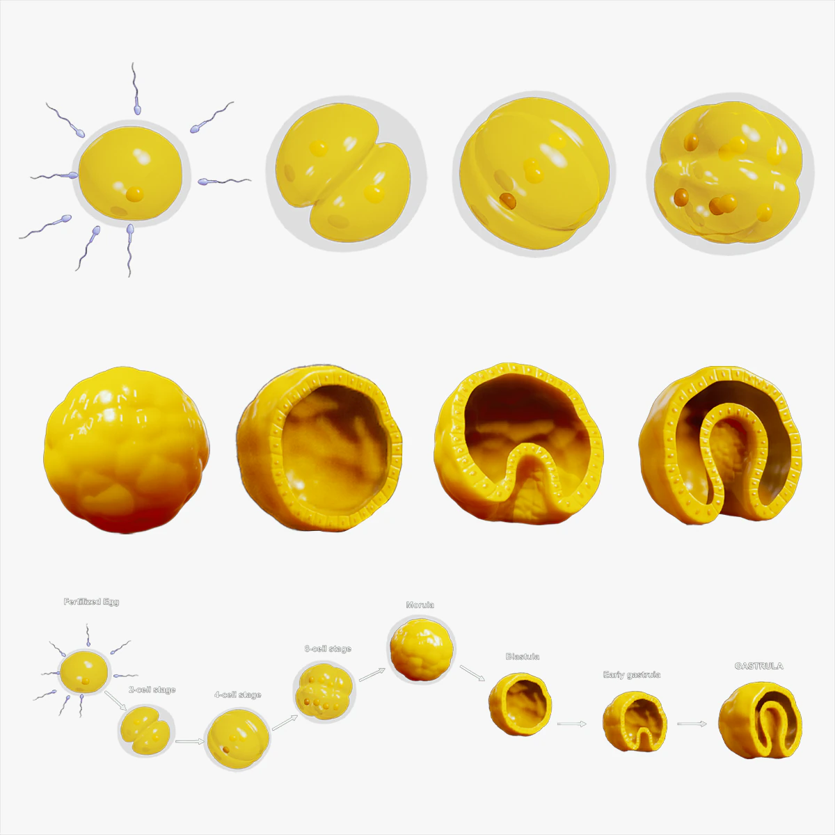 Human Embryonic Development 3D Model .c4d .max .obj .3ds .fbx .stl .blend 